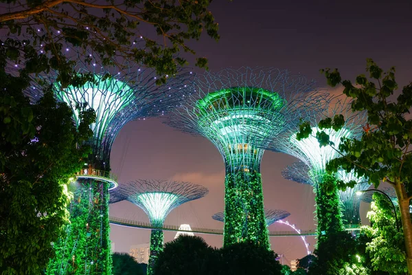 Supertree Grove Gardens Bay Nuit Singapour Fusion Nature Technologie — Photo