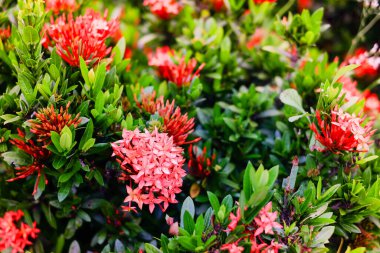 Parkta kırmızı başak çiçeği