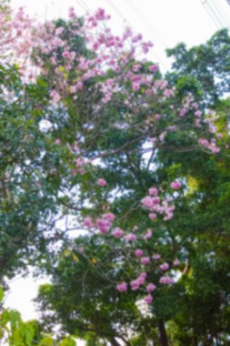 Tayland 'da soyut bulanık erik serasoidleri, Vahşi Himalaya kiraz çiçekleri