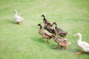 Hayvan grubu ördeği parkta.