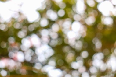 Yeşil Yaprak arkaplanından soyut bulanık bokeh