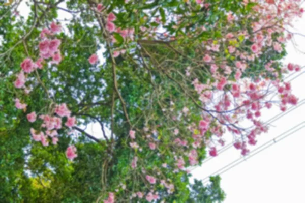 タイの抽象的なぼかしプルーンセラソイド 野生のヒマラヤの桜ピンクの花 — ストック写真