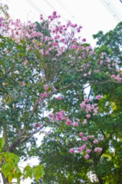 タイの抽象的なぼかしプルーンセラソイド 野生のヒマラヤの桜ピンクの花 — ストック写真