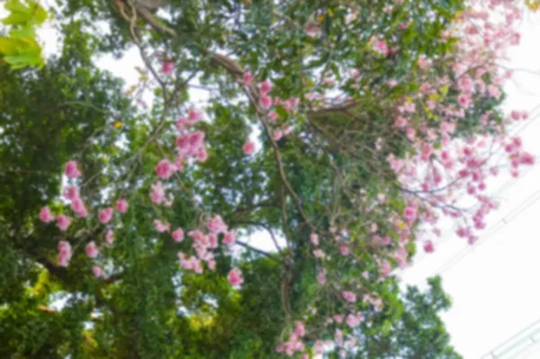 Abstract Blur Prunus Cerasoides Thailand Wild Himalayan Cherry Pink Flowers — Stock Photo, Image