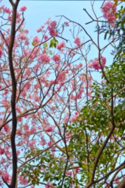 タイの抽象的なぼかしプルーンセラソイド 野生のヒマラヤの桜ピンクの花 — ストック写真