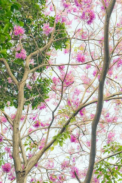 タイの抽象的なぼかしプルーンセラソイド 野生のヒマラヤの桜ピンクの花 — ストック写真