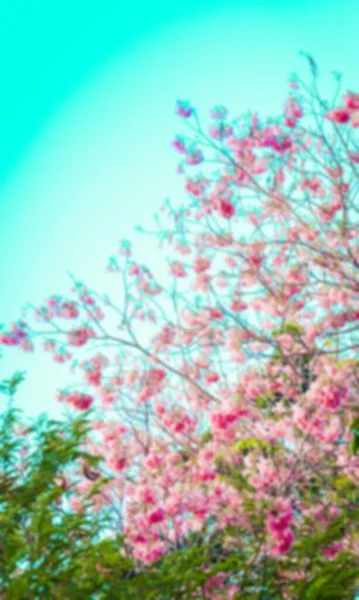 Tayland Soyut Bulanık Erik Serasoidleri Vahşi Himalaya Kiraz Çiçekleri — Stok fotoğraf