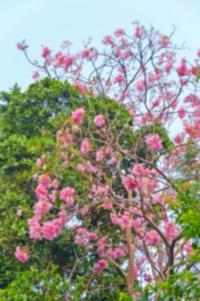 タイの抽象的なぼかしプルーンセラソイド 野生のヒマラヤの桜ピンクの花 — ストック写真
