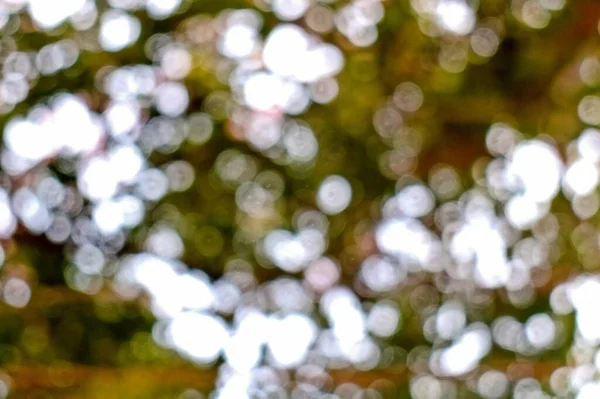 Yeşil Yaprak Arkaplanından Soyut Bulanık Bokeh — Stok fotoğraf