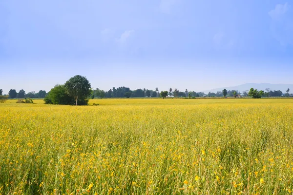 Field Flower Crotalaria, Tayland 'da Nakhon Sawan.