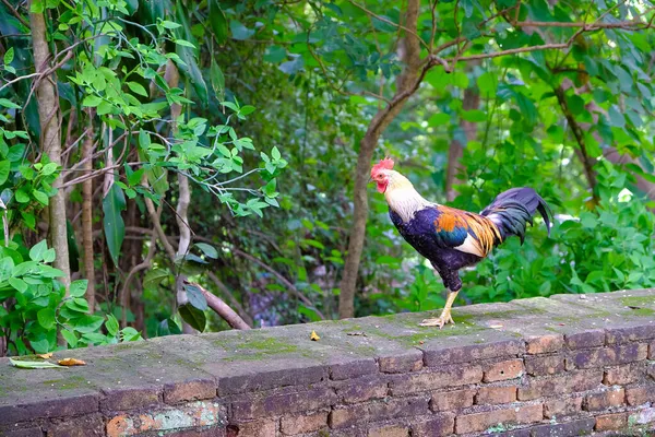 Ayam Thai Berdiri Dinding Dengan Latar Belakang Pohon Hijau — Stok Foto