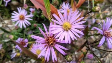 Bahçede papatya çayı