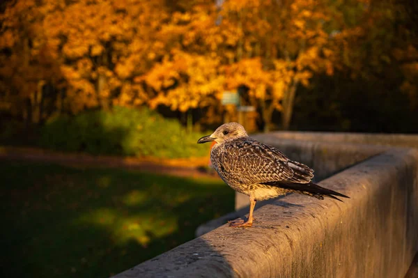 Sonbahar Parkında Güzel Bir Kuş — Stok fotoğraf
