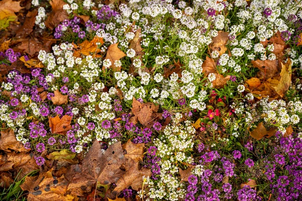Bahçede Çok Renkli Çiçek — Stok fotoğraf
