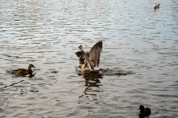 Möwen Und Enten Auf Dem Wasser — Stockfoto