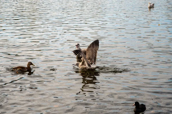 Mouettes Canards Sur Eau — Photo