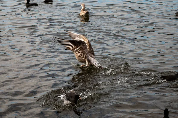 Möwen Und Enten Auf Dem Wasser — Stockfoto