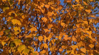 mavi ve sarı arkaplan