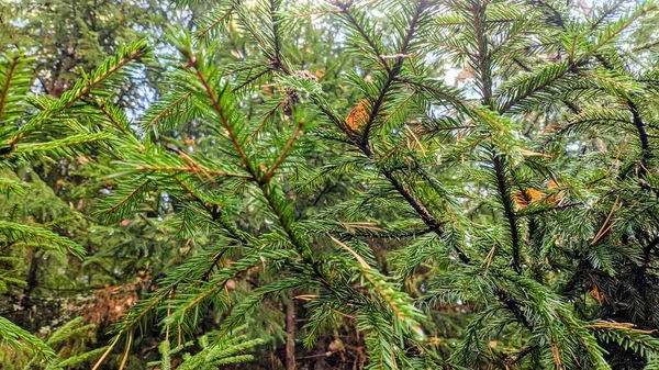 Arbres Dans Forêt — Photo