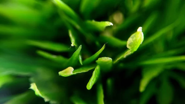 Close Plant — Stock Photo, Image