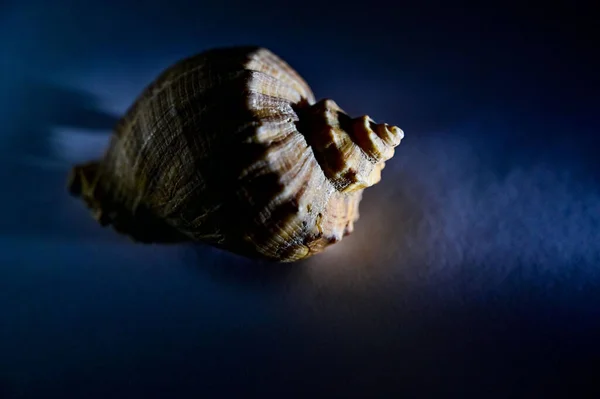 Deniz Kabuğu Siyah Arkaplanda — Stok fotoğraf