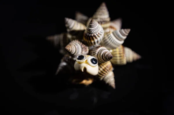 Χελώνα Φτιαγμένη Από Κοχύλια Σκούρο Φόντο — Φωτογραφία Αρχείου