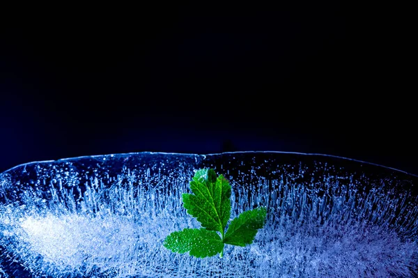 Зеленый Лист Льду — стоковое фото