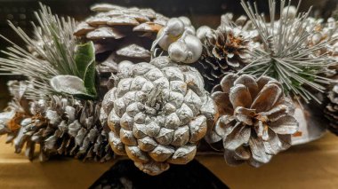 Ağaçta çam kozalakları