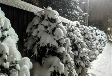 Kışın karla kaplı ağaçlar