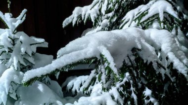 Kışın karla kaplı ağaçlar