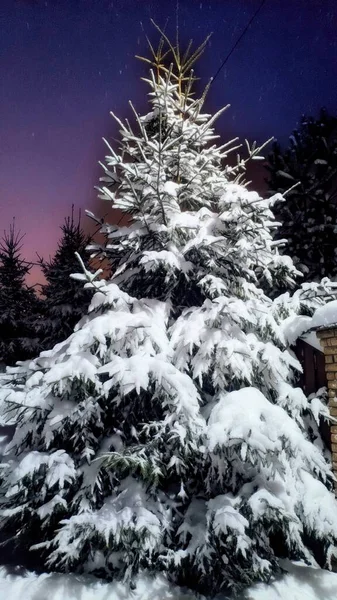 冬季积雪覆盖的树木 — 图库照片