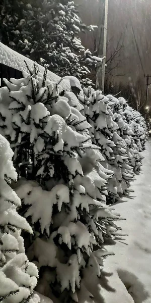 Заснеженные Деревья Зимой — стоковое фото