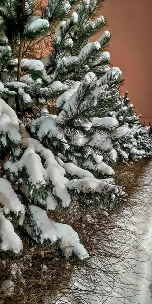Χιονισμένα Δέντρα Χειμώνα — Φωτογραφία Αρχείου