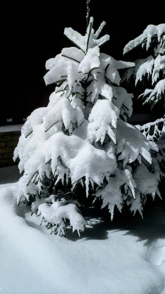 Alberi Innevati Inverno — Foto Stock