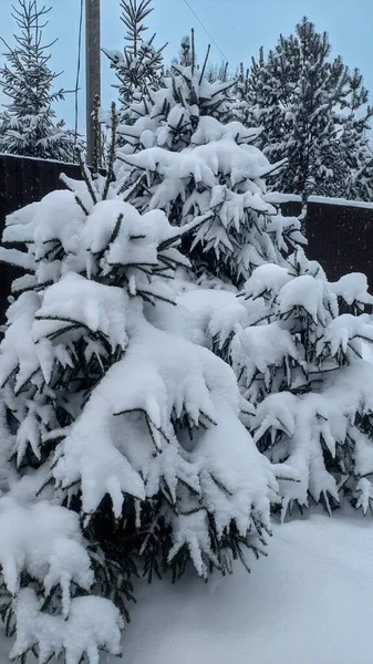 Zasněžené Stromy Zimě — Stock fotografie