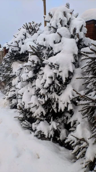 Snødekte Trær Vinteren – stockfoto