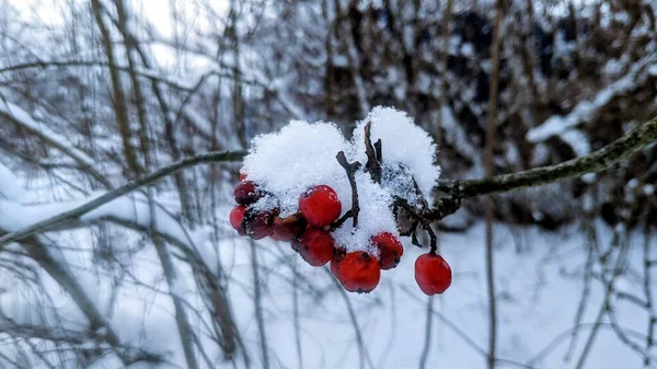 雪の上の赤い果実 — ストック写真