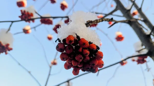 Bagas Vermelhas Neve — Fotografia de Stock