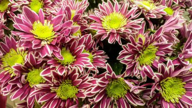 Bir buket kasımpatı kapayın