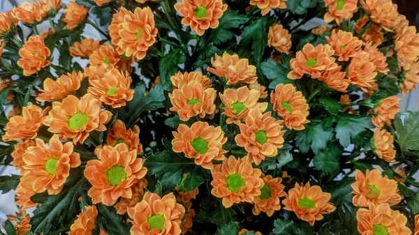 Bouquet Orange Flowers — Stock Photo, Image