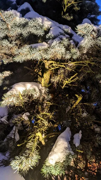 Vánoční Strom Zavřít — Stock fotografie