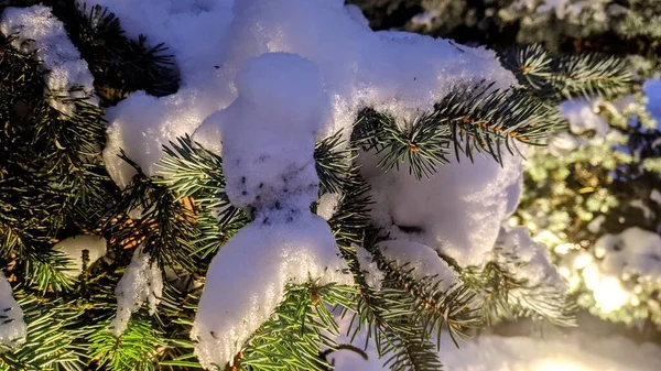 白雪覆盖的松树 — 图库照片