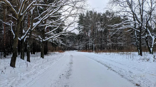 Winter Forest — Stock Photo, Image