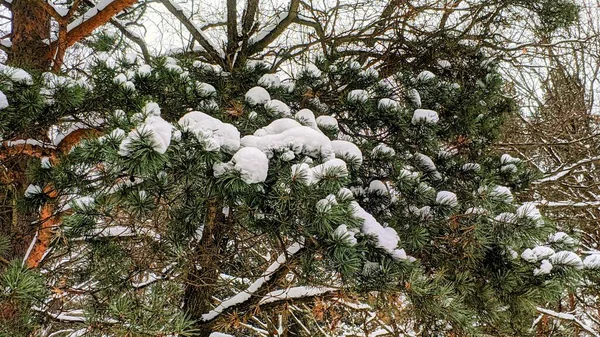 森林里的冬天 — 图库照片