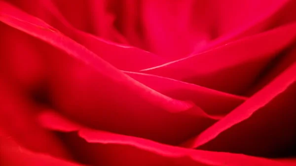 Red Rose Petals Background — Stock Photo, Image