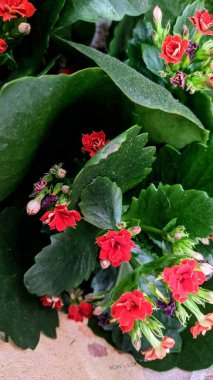 Noel kaktüsü çiçeği, arka plan