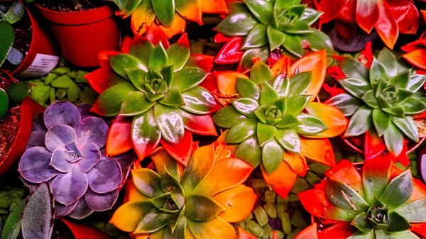 Multi Colored Cacti Interior Decoration — Stockfoto