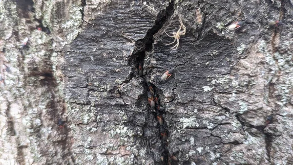 Bark Från Ett Träd — Stockfoto