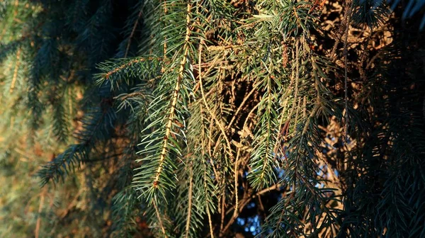 Pine Tree Branches Park — Foto Stock