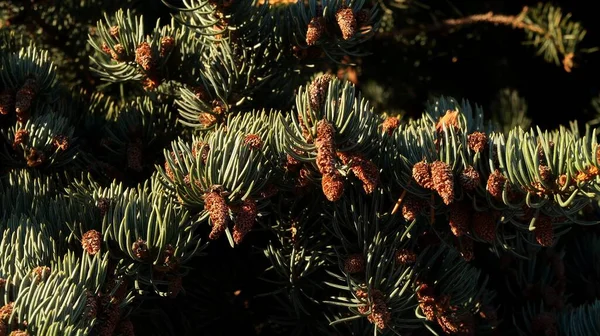 Abeto Com Cones Perto — Fotografia de Stock